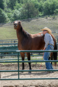 Elli Pospischil Parelli instructor horse