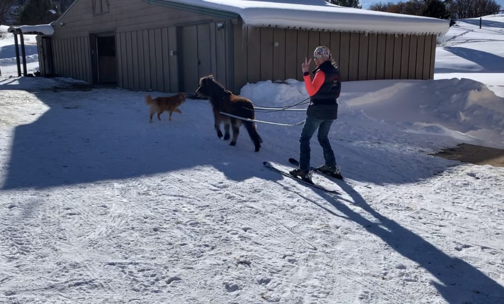 mini Skijoring Elli