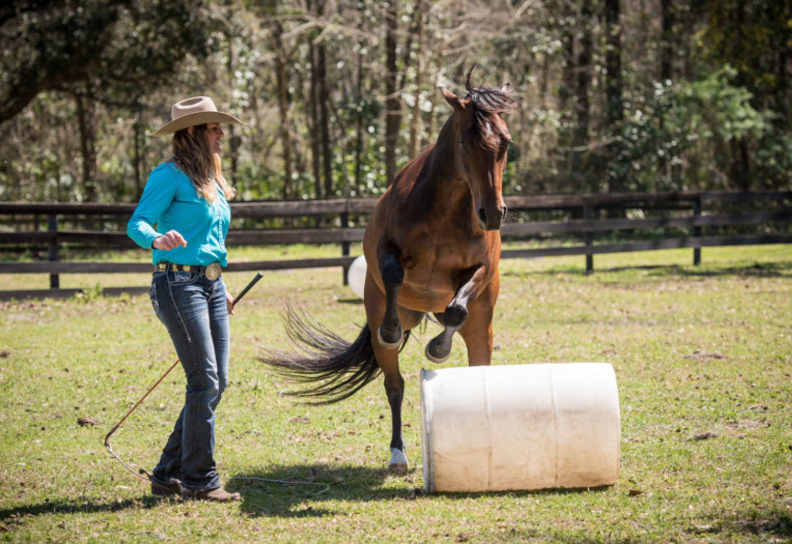Horse Training