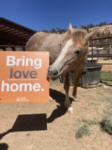 Bring Love Home Horse